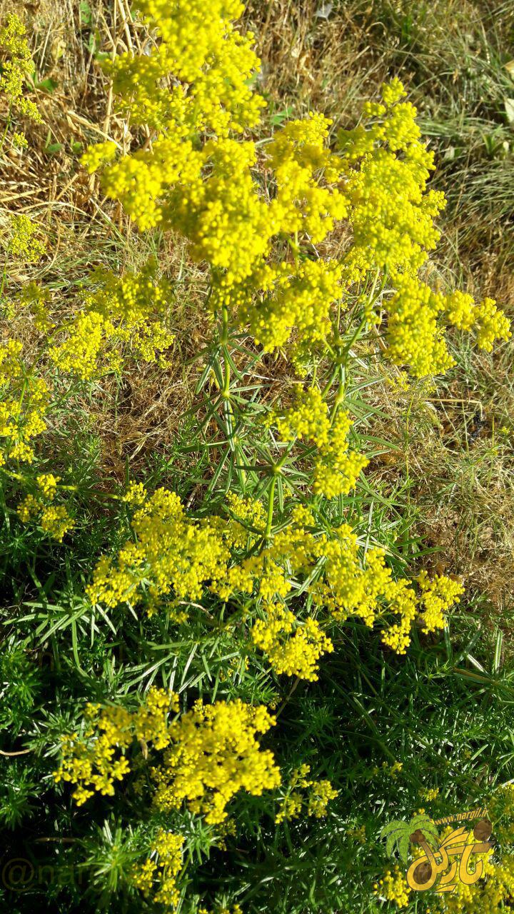 شیرپنیر شکوفا